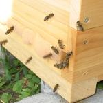 Dunkle Bienen